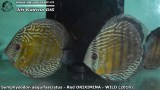 G0500_01
