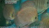 G0502_01