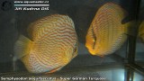 G0503_01