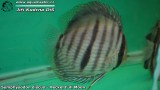 G0505_01