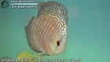 G0506_01
