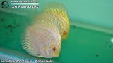 G0508_01