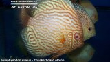 G0531_01