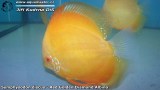 G0533_01