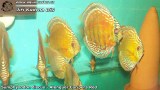 G0535_01